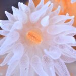 Coral Guardian – Espagne