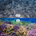 Coral Guardian – Indonésie