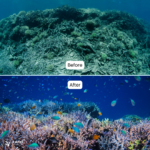 Coral Guardian – Indonésie