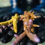 Coral Guardian – Indonésie