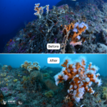 Coral Guardian – Espagne