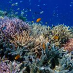 Coral Guardian – Indonésie