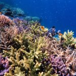 Coral Guardian – Indonésie