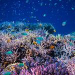 Coral Guardian – Indonésie