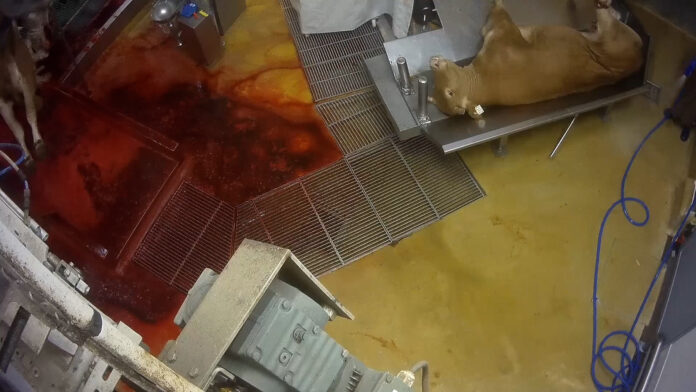 Des animaux conscients lors de leur mise à mort