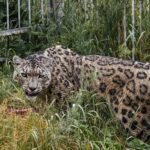 Au Kirghizistan, un centre protège la panthère des neiges