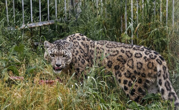 Au Kirghizistan, un centre protège la panthère des neiges Au Kirghizistan, un centre protège la panthère des neiges
