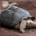 Galapagos_tortue