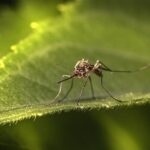 insect-6722744_1280