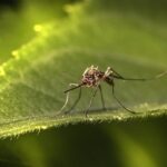 insect-6722744_1280