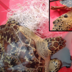 Photos_autoris‚_par_auteur_AssociationNautiquedeKourou