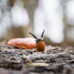 Pixabay_Maxime THIBAULT