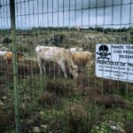 Toxicily 06 ©Alfonso Pinto