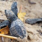 Wikicommons_C‚cile Sourioux