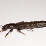 Wikicommons_Davis Evans