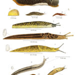 Wikicommons_Lionel Adams