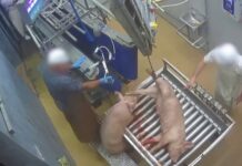 Abattoir du Comminges : des conditions d’abattage chaotiques