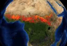 Les puits de carbone naturels s’effondrent en 2023 Les puits de carbone naturels s’effondrent en 2023