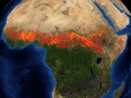 Les puits de carbone naturels s’effondrent en 2023