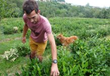 Du thé au Pays basque : le « projet fou » de Mikel