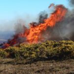 Muirburn_-_geograph.org.uk_-_4456829