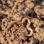 earthworm-686593_1280