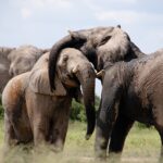 elephants-466602_1280