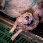 elevage-cochons-bretagne-leclerc-porcelet-ecrasement-souffrance-X5