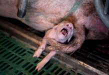 Le pire élevage intensif de cochons fournissant E.Leclerc