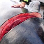 Grinadrap2018-viande