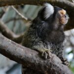 marmoset-3970489_1920