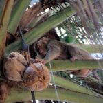 monkeys-picking-coconuts2