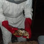 opération apicole la nuit (1)