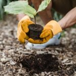 pexels-lara-jameson-9324330