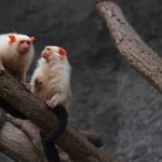 silvery-marmoset-6505248_1920