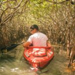 La mangrove, une forêt menacée entre terre et mer