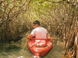 La mangrove, une forêt menacée entre terre et mer