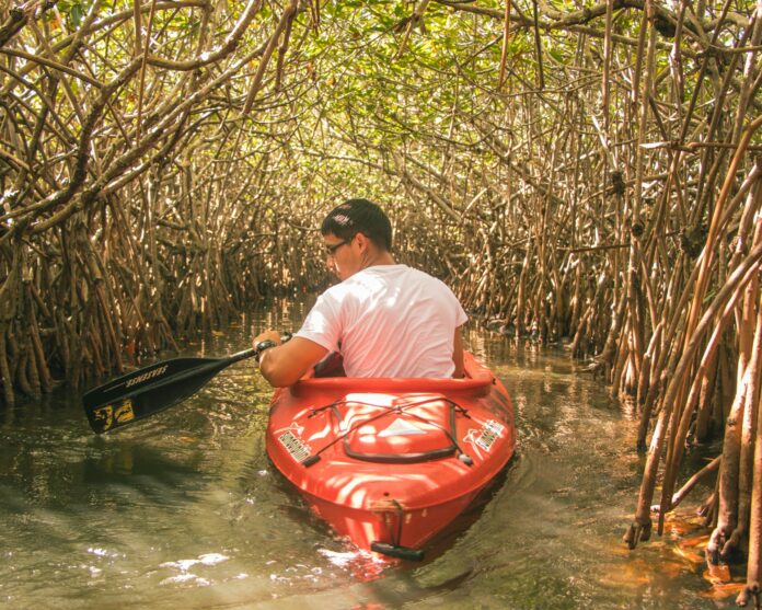 La mangrove disparaît de 1% chaque année La mangrove, une forêt menacée entre terre et mer