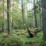 forêt de Białowieski