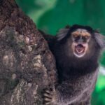 Les ouistitis se reconnaissent par un « prénom »