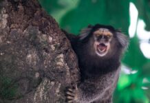 Les ouistitis se reconnaissent par un « prénom »