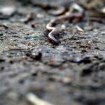 julian-zwengel-EVRvlM-Nzf4-unsplash