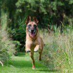 malinois-662784_1920