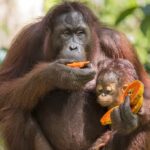 orangs-outangs-de-Bornéo