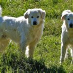 PIXABAY_claude_alleva