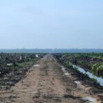 plantation de palmiers à huile