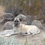 Wikicommons_Sirswinsdon