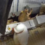 abattoir-maurienne-savoie-moutons-amenee-moutons-retournes