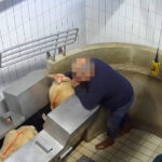 abattoir-maurienne-savoie-moutons-avant-abattage-torsion-queue