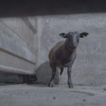 abattoir-maurienne-savoie-moutons-bouverie-avant-abattage
